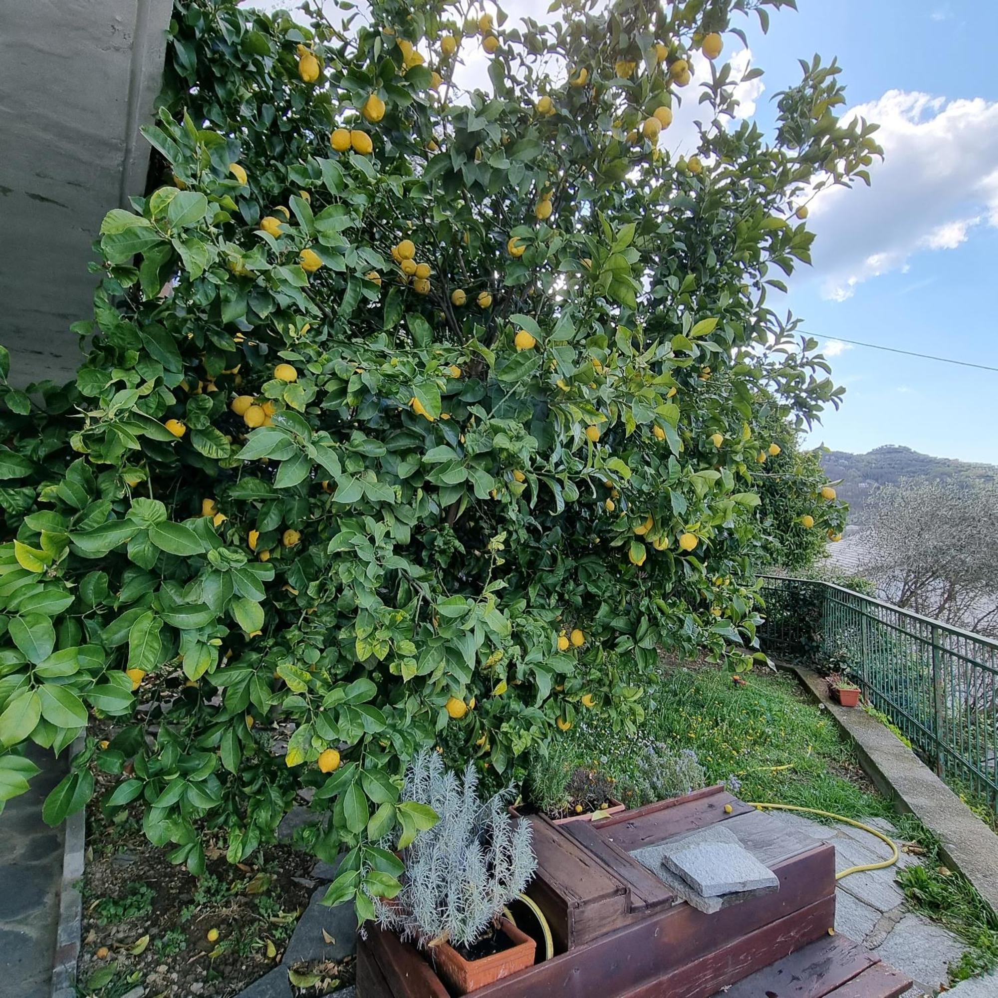 B&B La Terrazza Sui Fieschi Cogorno Екстериор снимка